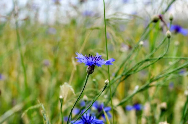 Çavdar tarlaları arasında yetişen Mavi Centaurea tarlası çiçeği.