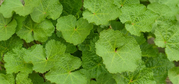 Tasarım için güzel yeşil arka plan. Yukarıdan çiğ taneli Doğa Çimi. Üst görünüm.