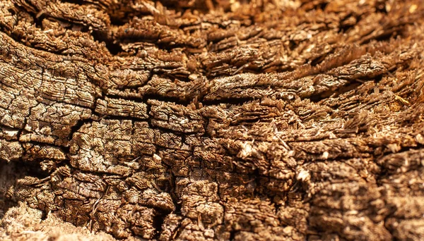 Kesikteki yaşlı ağaç. Kapat.