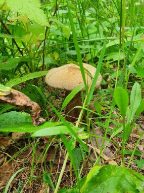 Yapraklar ve çimenlerin arasında, bir mantar şapkalı hava atıyor. Gözenekli yüzey süngere benziyor..