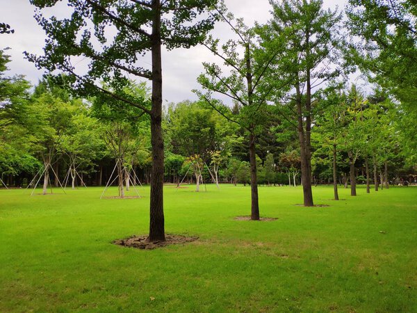 A Silent Park with Tall Tree with Relaxing Outdoor Environment
