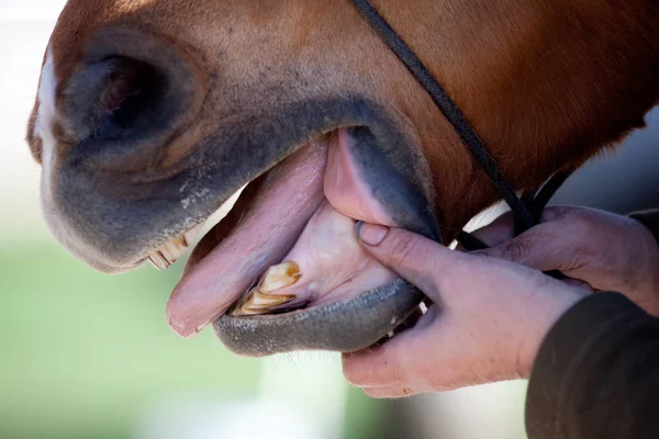 Dentiste Cheval Travail Vérifier Bouche Cheval — Photo