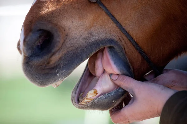 Άλογο Οδοντίατρος Στο Στόμα Αλόγου Ελέγχου Εργασίας — Φωτογραφία Αρχείου