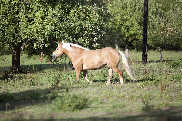 Haflinger 馬を牧草地の自由 — ストック写真