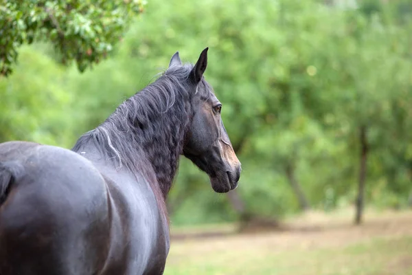 Ritratto Cavallo Nero Con Sfondo Verde Naturale Dietro Vista — Foto Stock