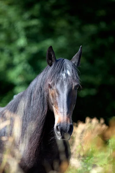 Czarny Koń Portret Zielonym Naturalnym Tle Widok Przodu — Zdjęcie stockowe