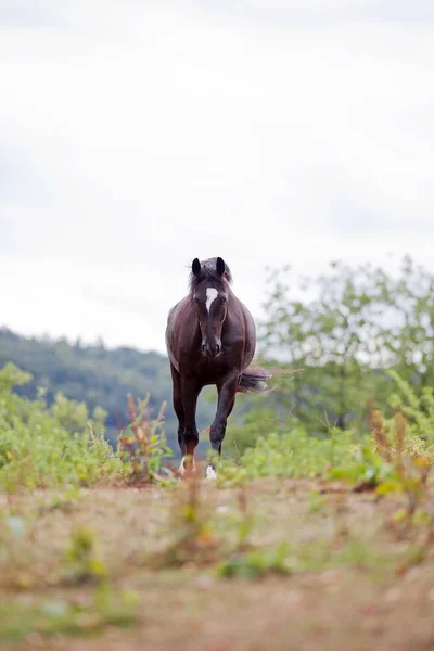 Frontalgalopp Eines Schwarzen Pferdes Feld — Stockfoto