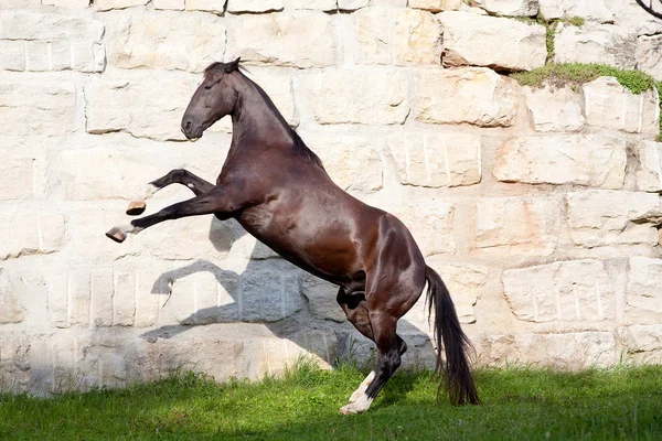 美しい黒馬の種牡馬飼育と遊び — ストック写真