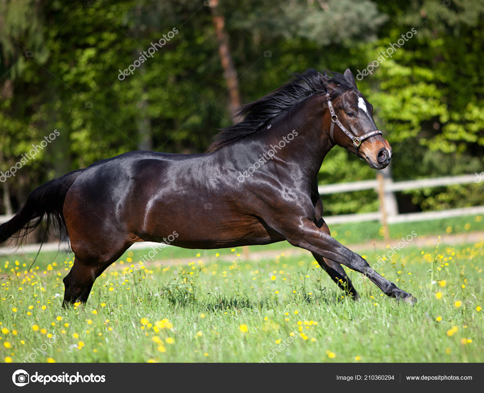 Caballos Cuarto Milla Libre Pradera — Fotos de Stock © anjajuli ... Caballos Cuarto Milla Libre Pradera — Fotos de Stock © anjajuli ...