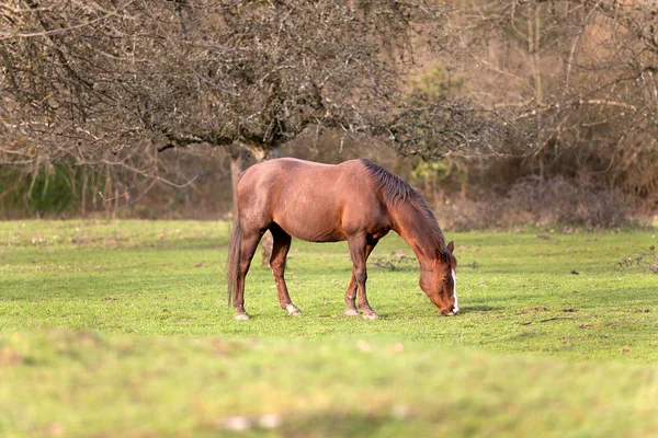 Quarter Horse Czeka Poza Jeść Trawa Portret — Zdjęcie stockowe