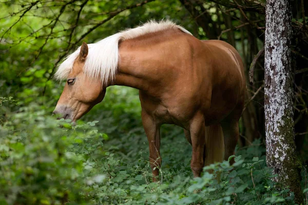 Haflinger Cavalo Livre Com Fundo Verde — Fotografia de Stock