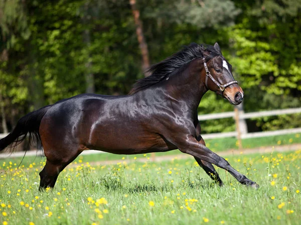 Biegają Konie Quarter Horse Łące — Zdjęcie stockowe