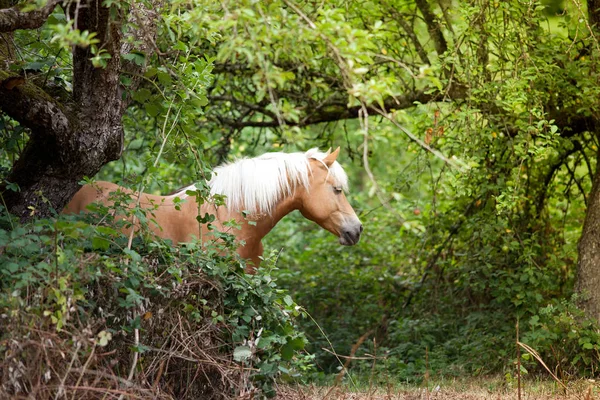 Haflinger Paard Gratis Met Groene Achtergrond — Stockfoto