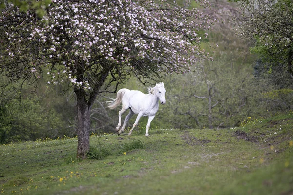 White Horse Biegają Między Kwiaty Kwitnących Drzew — Zdjęcie stockowe
