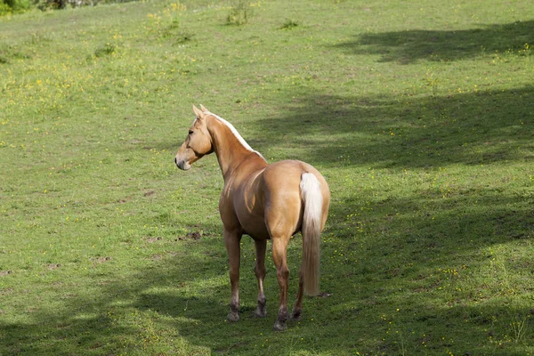 Belo Cavalo Palomino Dourado Pasto — Fotografia de Stock