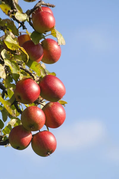 Appletree Red Apples — Stock Photo, Image