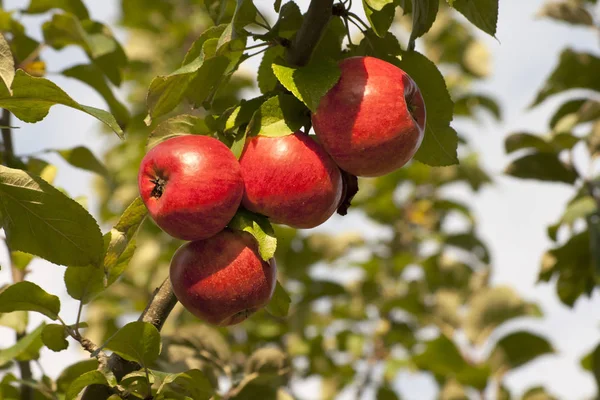 Appletree Kırmızı Elma Ile — Stok fotoğraf