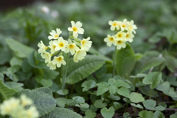 Gele Koerlip Primrose Bloemen Primula Veris — Stockfoto