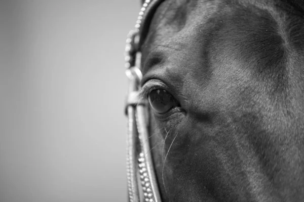 Końskie Oczy Bliska Czarno Białe — Zdjęcie stockowe