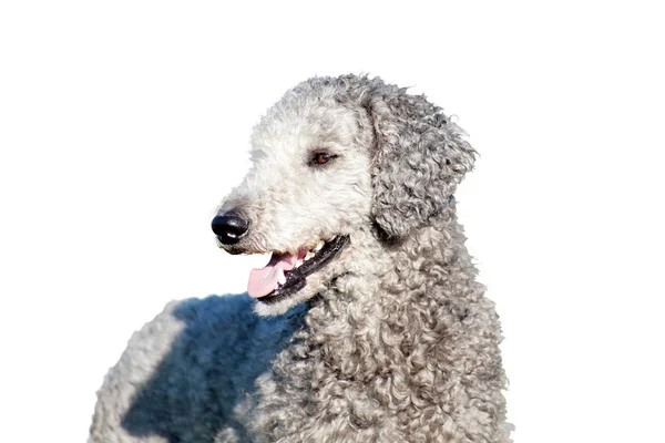 Poedel Hond Geïsoleerd Witte Achtergrond — Stockfoto