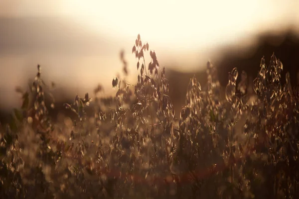 Gün batımı nda yulaf tarlası