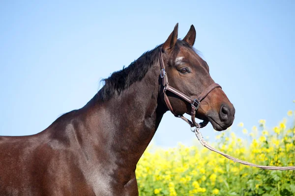 Beatiful Horse Retrato Verano Con Campo Amarillo Cielo Azul —  Fotos de Stock