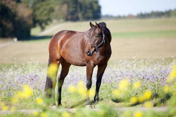 Glänzender Hengst Buntem Blumenfeld — Stockfoto