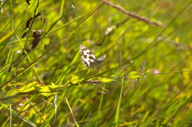 mermer beyaz kelebek (Melanargia galathea)