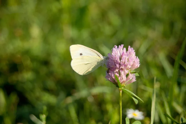 Chou Blanc Papillon Pieris Rapae — Photo
