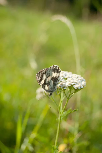 Bílý Motýl Melanargia Galathea — Stock fotografie