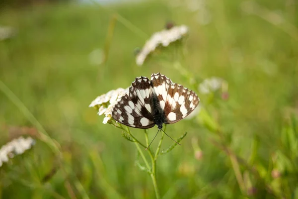 大理石の白い蝶 メラナギアガラテア — ストック写真
