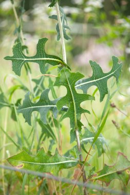 dikenli marul, süt devedikeni, pusula bitki (Lactuca serriola)