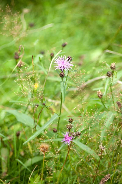 Velký Knapvel Centaurea Scabiosa — Stock fotografie