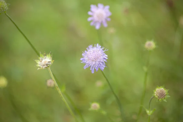 Divoké Chlády Allium Schoenoprasum Louce — Stock fotografie