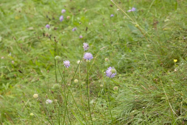 Дикий Лук Allium Schoenoprasum Лугу — стоковое фото