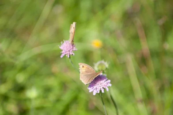 Papillon Brun Pâturage Maniola Jurtina Dans Prairie — Photo