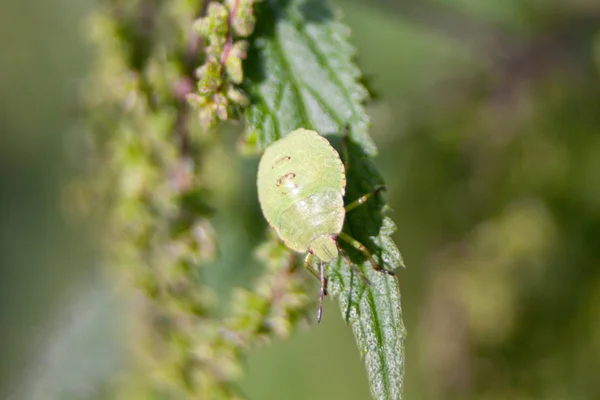 Escudo Verde Insecto Palomena Prasina Ninfa —  Fotos de Stock