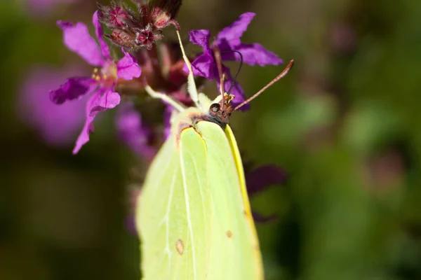 Obecný Motýl Síru Gonepteryx Rhamni — Stock fotografie