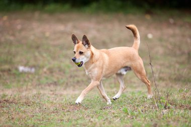 Dışarıda küçük şirin bir köpek oyunu oynuyor.