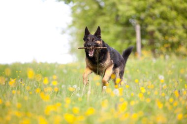 alman shepard köpek oyun ve şube geri getirmek