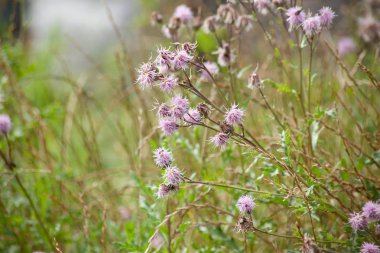 Cursed thistle Cirsium arvense field thistle