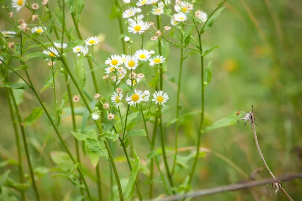 Erigeron Fleabane Pianta Fiori Selvatici — Foto Stock