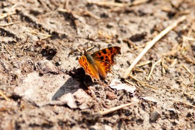 Polygonia c-albüm, anglewing kelebekler