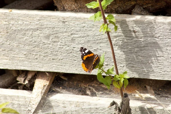 Vanessa Atalanta Rode Admiraal Rode Bewonderenswaardige Vlinder — Stockfoto