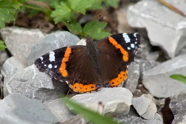 Vanessa Atalanta Vörös Admirális Vörös Csodálható Pillangó — Stock Fotó