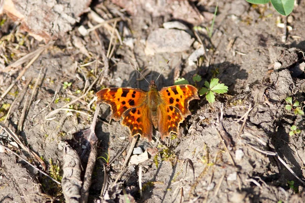 Polyonia Album Anglewing Motyle — Zdjęcie stockowe