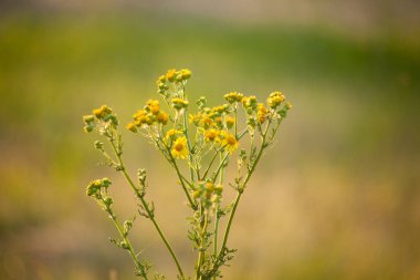 Jacobaea vulgaris, Senecio jacobaea, ragwort, ortak ragwort