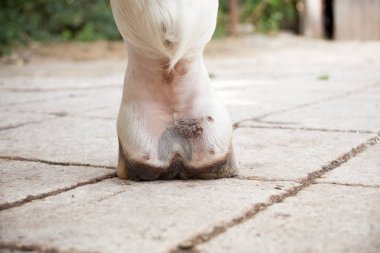 Çamur nezlesi, atların bacak alt ekstremitelerinde pastern dermatit