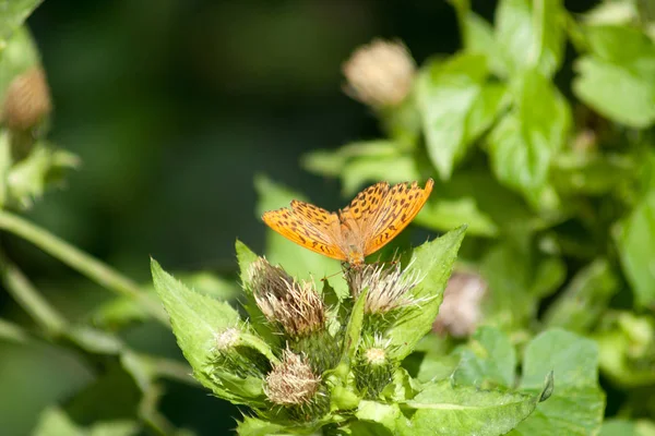 Fritáza Stříbrnou Argynnis Paphia Butterfly — Stock fotografie