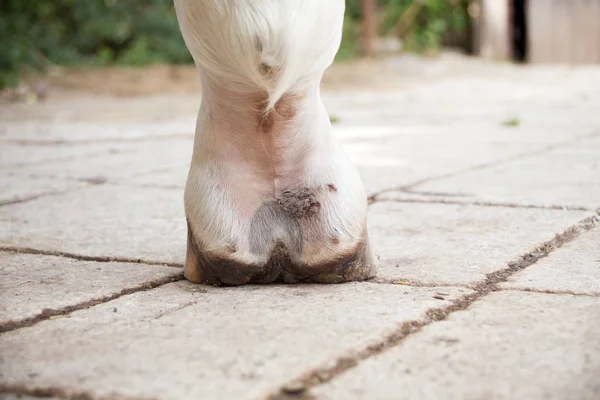 Febre Lama Dermatite Pasterna Nos Membros Inferiores Perna Cavalos — Fotografia de Stock
